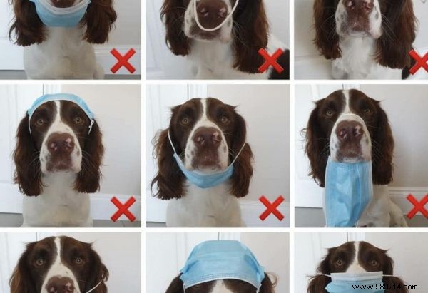 Hilarious Dog Oakley Masters Face Mask Etiquette: Pharmacist s Witty Lesson Goes Viral