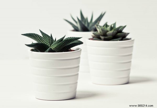 How Houseplants Boost Health, Ambiance, and Home Value