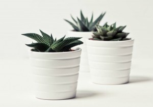 How Houseplants Boost Health, Ambiance, and Home Value