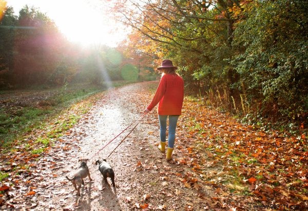 Compare Dutch Health Insurance Easily: Save Money and Match Your Needs for 2021