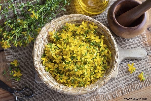 RIVM Warns: St. John s Wort in Tea and Supplements Poses Serious Health Risks