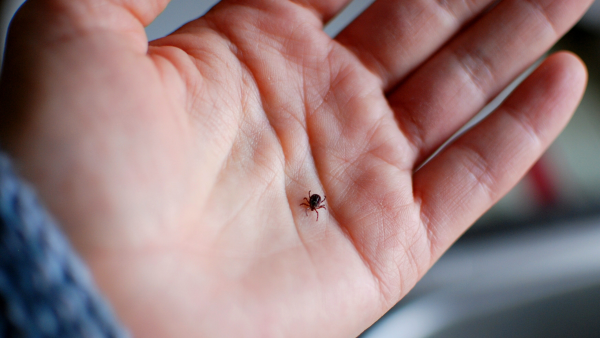 Where Ticks Bite Most: RIVM Research Reveals Key Areas to Check