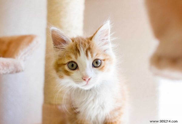 Why Your Cat s Personality Starts to Mirror Yours: Key Findings from a Major Study