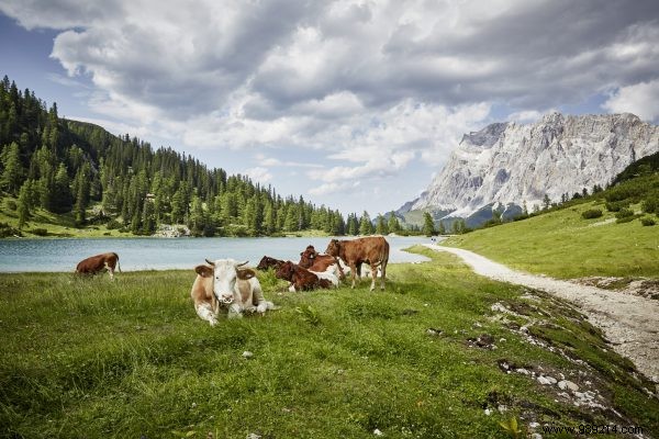 Austria: World Leader in Organic Farming, Surpassing EU 2030 Targets