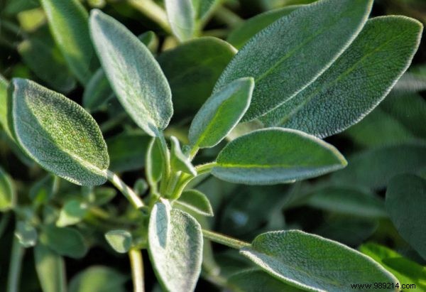 Unlocking the Healing Power of Sage: Benefits, Uses, and Expert Insights