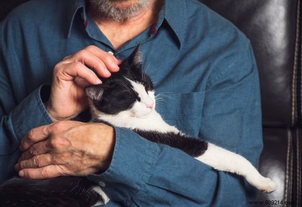 Top 100 Most Popular Cat Names This Year: Is Yours on the List?