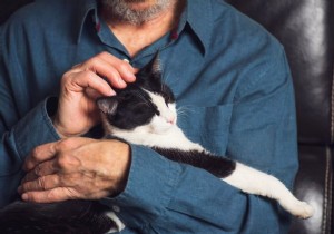 Top 100 Most Popular Cat Names This Year: Is Yours on the List?