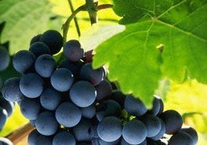 Unlock Youthful Skin: The Science-Backed Benefits of Grapes as a Beauty Superfood