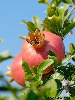 Weleda Celebrates 90 Years of Sustainable Natural Cosmetics and Wellness