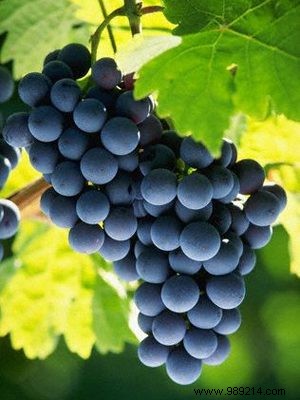 How Grapes Shield Your Skin from Harmful UV Rays