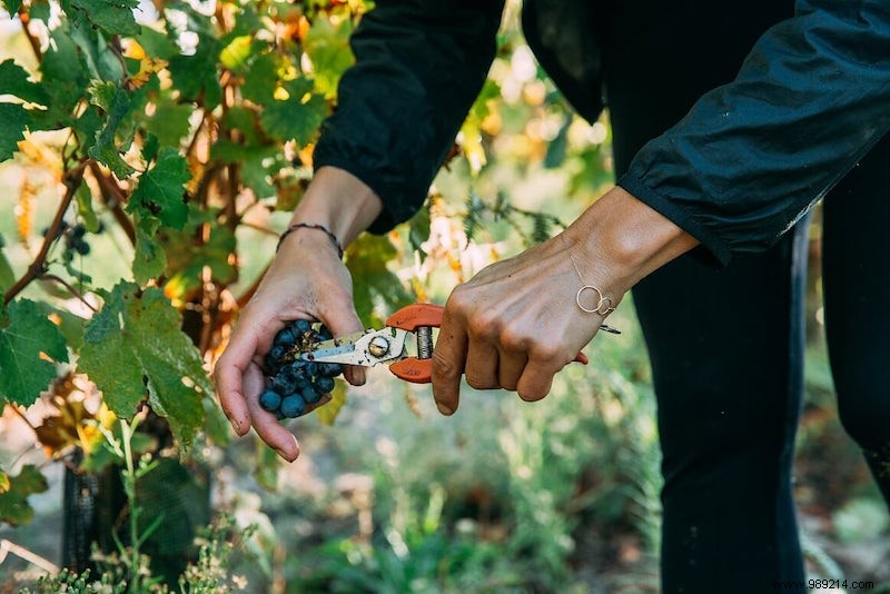 Bring France s Atlantic Coast Flavors Home: 6 Authentic Regional Specialties