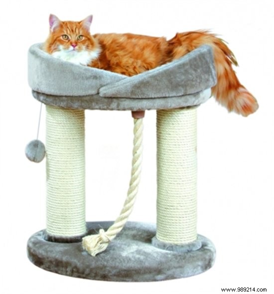 8 Festive Christmas Gift Ideas for Dogs and Cats