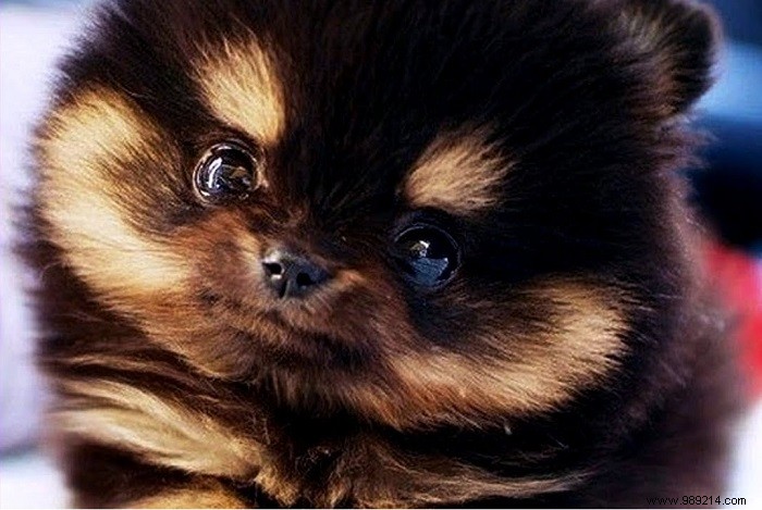 8 Adorable Pomeranian Puppies: Fluffy Teddy Bears That Steal Hearts