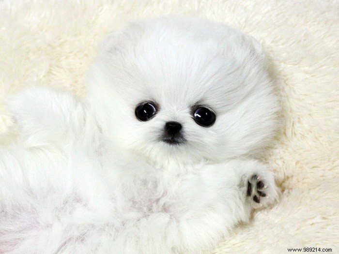 8 Adorable Pomeranian Puppies: Fluffy Teddy Bears That Steal Hearts