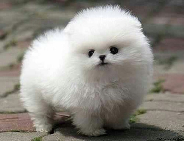 8 Adorable Pomeranian Puppies: Fluffy Teddy Bears That Steal Hearts