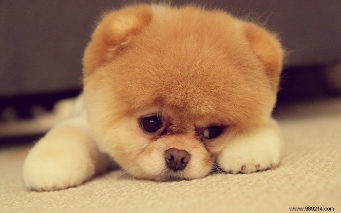 8 Adorable Pomeranian Puppies: Fluffy Teddy Bears That Steal Hearts