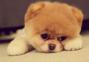 8 Adorable Pomeranian Puppies: Fluffy Teddy Bears That Steal Hearts