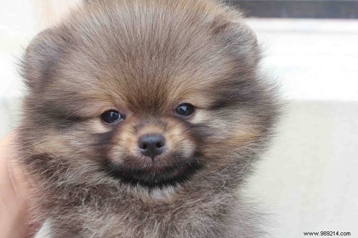8 Adorable Pomeranian Puppies: Fluffy Teddy Bears That Steal Hearts