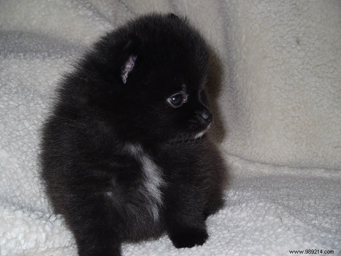 8 Adorable Pomeranian Puppies: Fluffy Teddy Bears That Steal Hearts