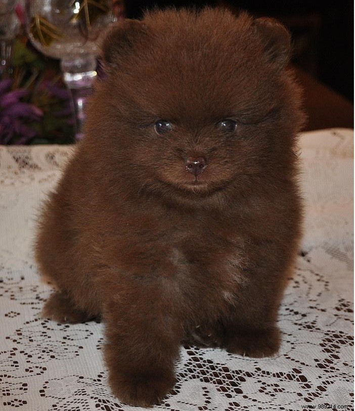 8 Adorable Pomeranian Puppies: Fluffy Teddy Bears That Steal Hearts