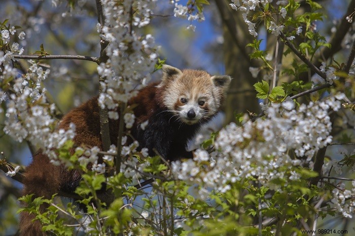 Adorable Red Pandas Settle into GaiaZOO s New Taiga Enclosure: Exclusive Photos