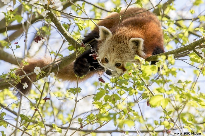 Adorable Red Pandas Settle into GaiaZOO s New Taiga Enclosure: Exclusive Photos