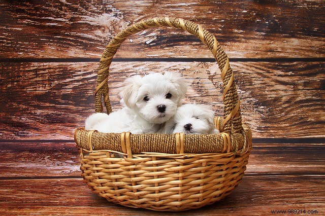 10 Adorable Puppies to Brighten Your Day: Heartwarming Dog Photos