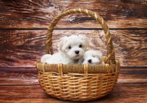 10 Adorable Puppies to Brighten Your Day: Heartwarming Dog Photos