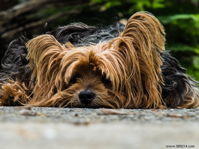 10 Adorable Puppies to Brighten Your Day: Heartwarming Dog Photos