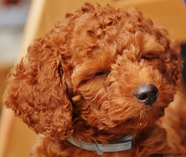10 Adorable Puppies to Brighten Your Day: Heartwarming Dog Photos