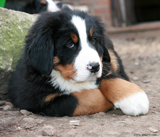 10 Adorable Puppies to Brighten Your Day: Heartwarming Dog Photos