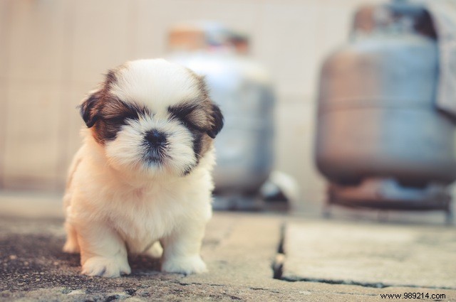 10 Adorable Puppies to Brighten Your Day: Heartwarming Dog Photos