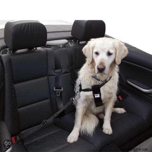 7 Essential Accessories for a Safe and Fun Holiday with Your Dog
