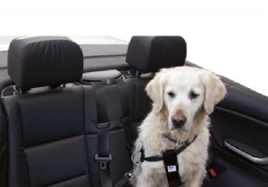 7 Essential Accessories for a Safe and Fun Holiday with Your Dog