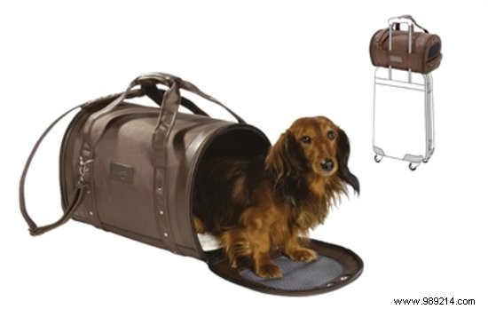 7 Essential Accessories for a Safe and Fun Holiday with Your Dog