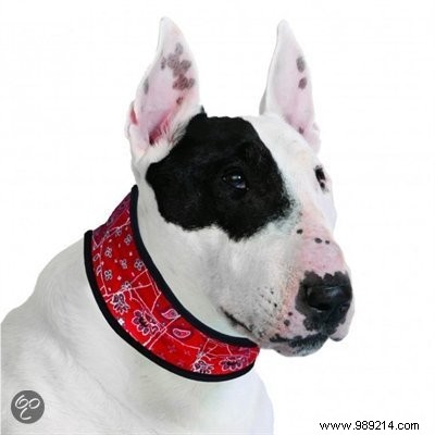 6 Must-Have Cooling Products to Keep Your Dog Safe in Summer Heat