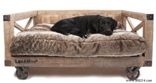 10 Thoughtful Gifts for Animal Day: Top Picks for Dogs and Cats