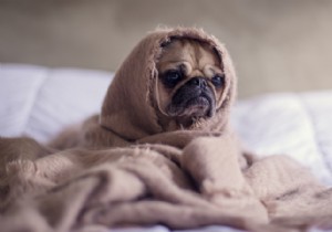10 Adorable Puppy Photos to Brighten Any Dog Lover s Day