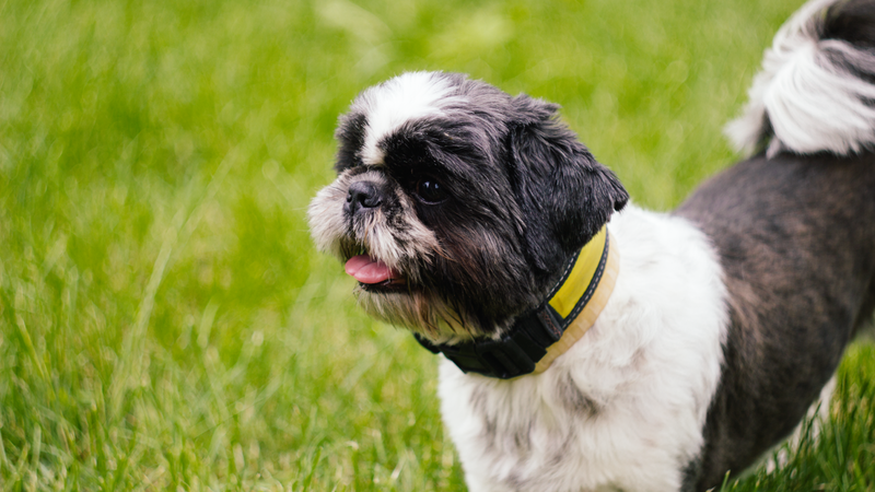 10 Adorable Puppy Photos to Brighten Any Dog Lover s Day