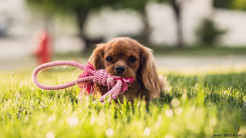 10 Adorable Puppy Photos to Brighten Any Dog Lover s Day