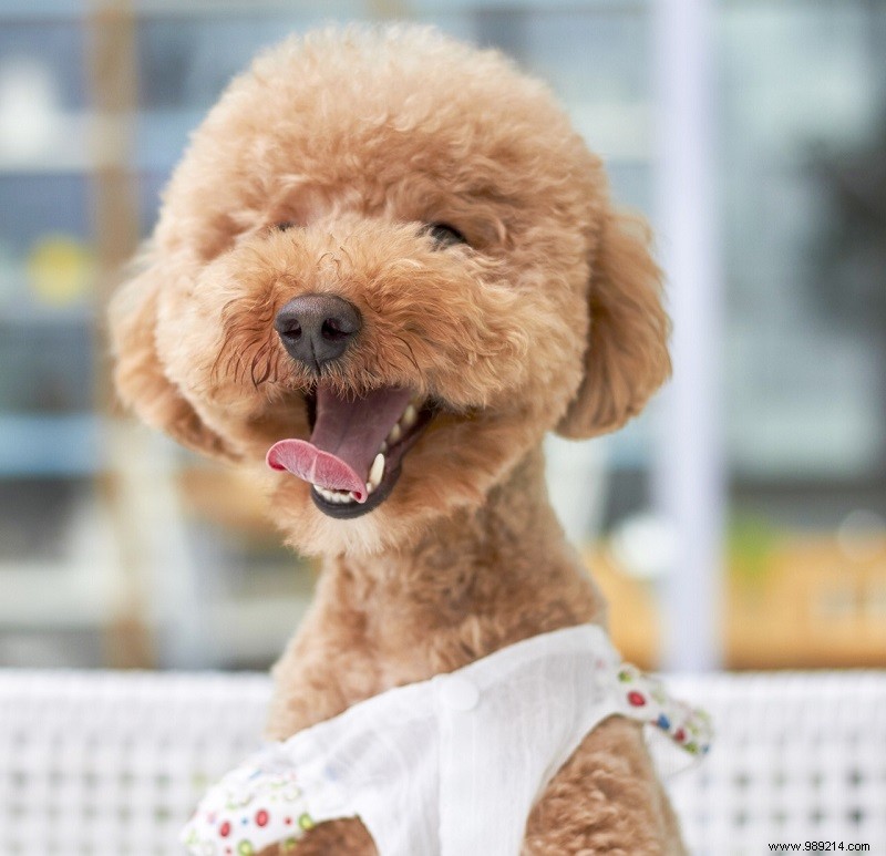 10 Adorable Puppy Photos to Brighten Any Dog Lover s Day