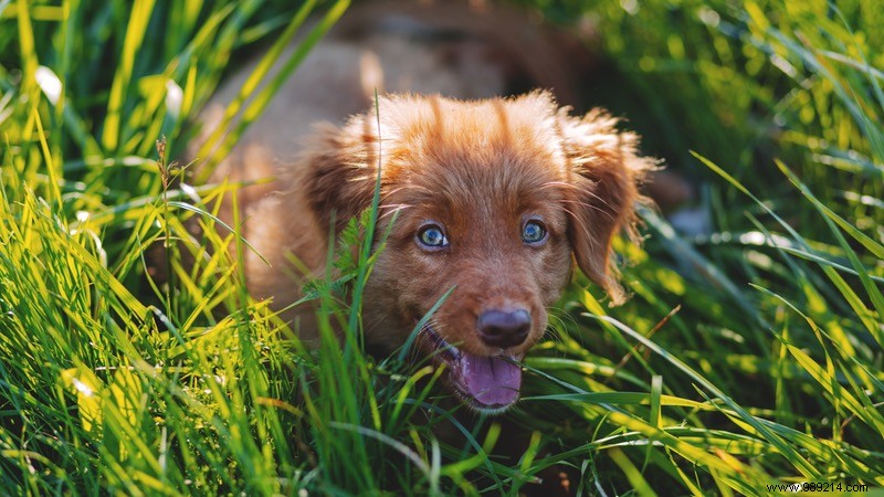 10 Adorable Puppy Photos to Brighten Any Dog Lover s Day