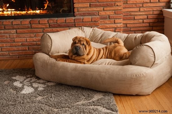 8 of the Most Stylish Dog Beds for Your Pet s Comfort