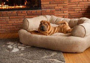 8 of the Most Stylish Dog Beds for Your Pet s Comfort