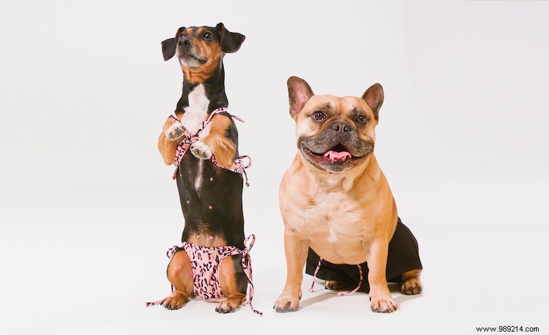 Hunkemöller Unveils Matching Dogkinis and Shorts for Stylish Summer Beach Days