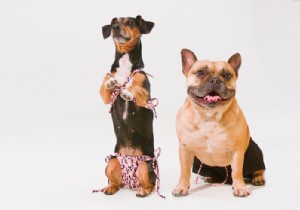 Hunkemöller Unveils Matching Dogkinis and Shorts for Stylish Summer Beach Days