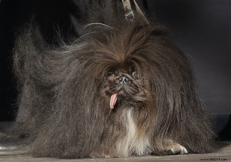 Scamp the Tramp: 2022 World s Ugliest Dog Winner and Heartwarming Rescue Success Story