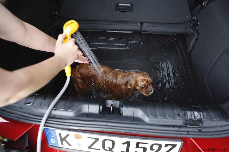 Celebrating International Dog Day: Ford Puma s Megabox Doubles as Mobile Dog Spa