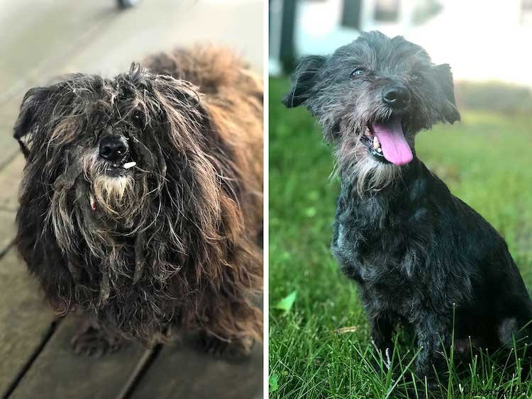 Top 10 Shelter Dog Makeovers from the 2019 Dirty Dogs Contest
