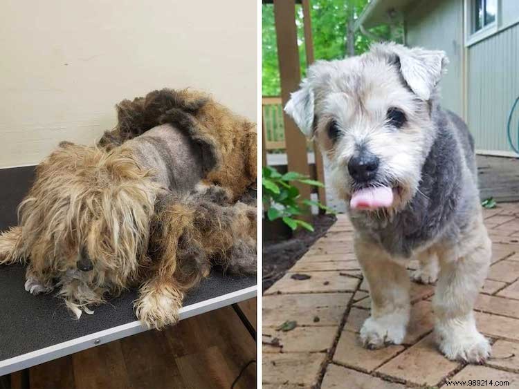Top 10 Shelter Dog Makeovers from the 2019 Dirty Dogs Contest